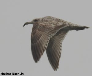 Goéland argenté (Larus argentatus) de premier hiver Goéland argenté (Larus argentatus) de premier hiver