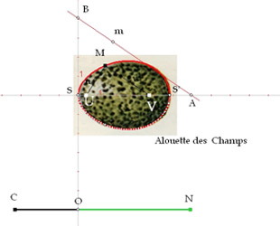 Utilisation de l'œuf de Descartes (en rouge) pour représenter la forme d'un œuf d'Alouette des champs (Alauda arvensis)