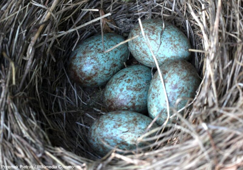 L’ovale de Descartes permettrait de reproduire de façon universelle la forme des œufs des oiseaux
