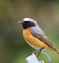 Rencontres Ornithologiques de Printemps de la LPO Île-de-France