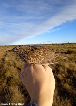 Sirli de Dupont équipé de son émetteur