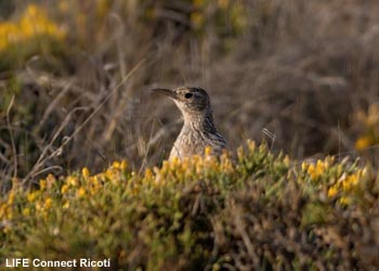 Sirli de Dupont (Chersophilus duponti) dans son habitat
