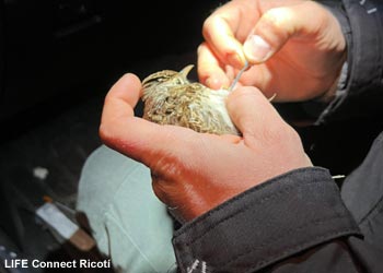 Sirli de Dupont (Chersophilus duponti) mâle capturé