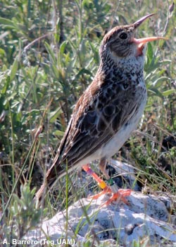 Sirli de Dupont (Chersophilus duponti) chanteur