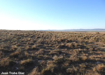 Habitat steppique restauré dans la municipalité d'Embid (Espagne)