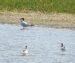 1-Sterne caspienne | Hydroprogne caspia | Caspian Tern
