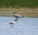 1-Sterne caspienne | Hydroprogne caspia | Caspian Tern