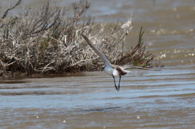 Gravelot à collier interrompu en vol