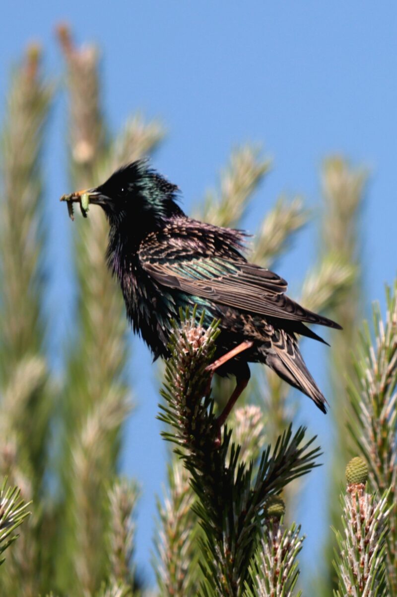 Étourneau sansonnet et son repas