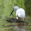 Aigrette garzette à la pêche