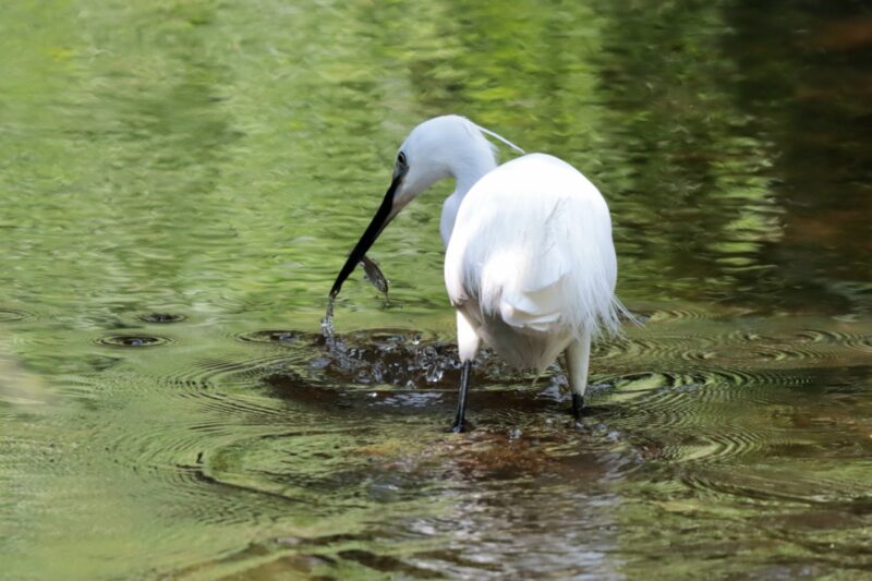 Aigrette garzette à la pêche