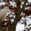 Aigrette garzette