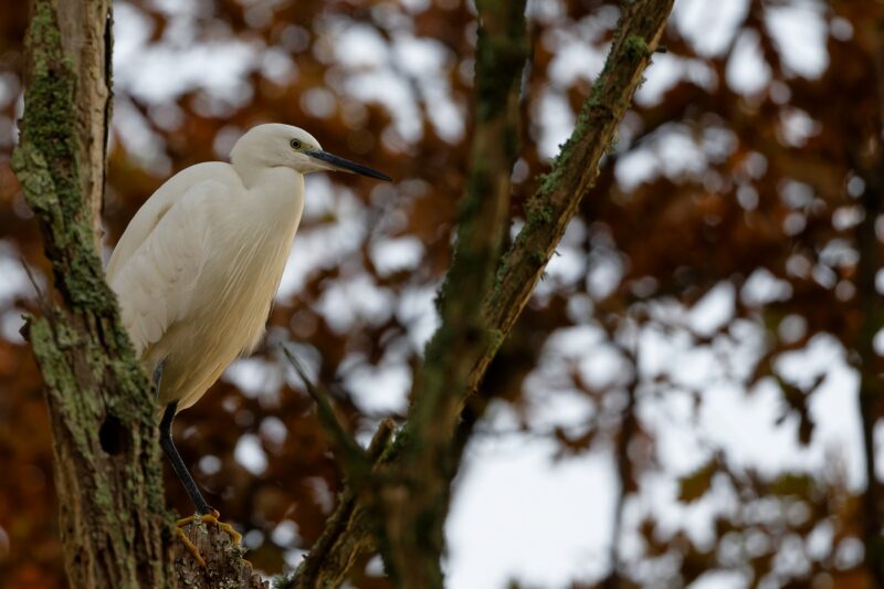 Aigrette garzette