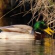 Canard colvert