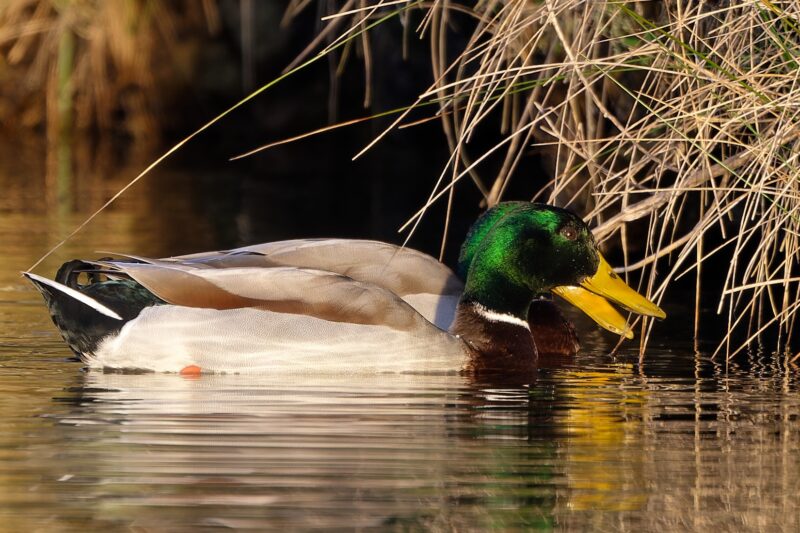 Canard colvert