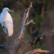 Grande Aigrette