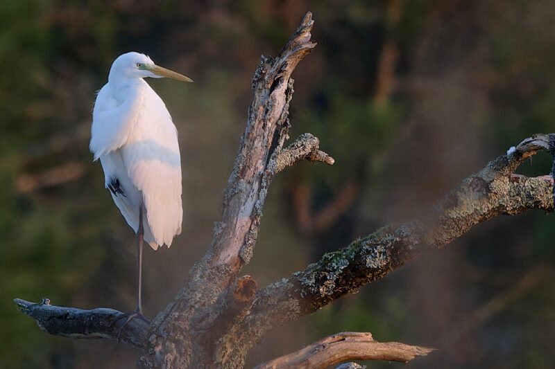 Grande Aigrette