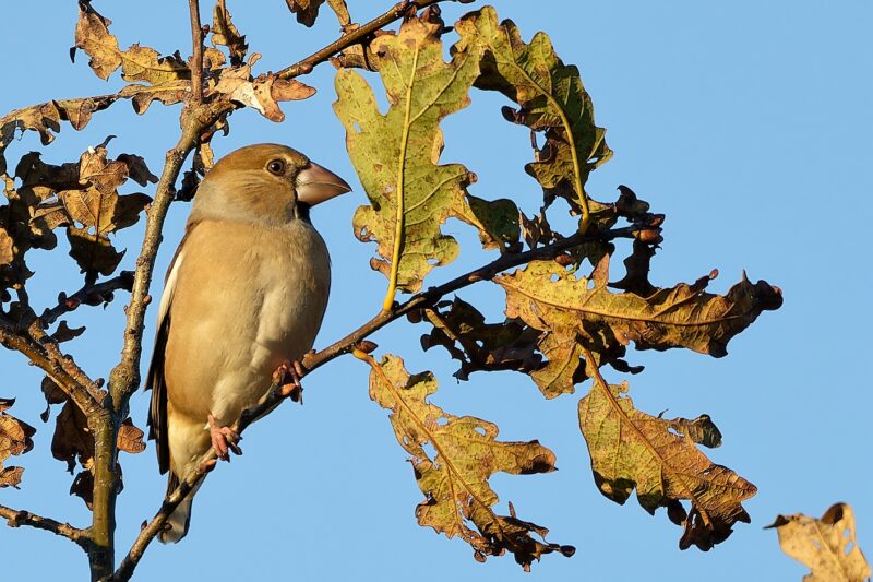 Gros-bec cassenoyaux