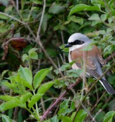 Sortie guidée à la découverte de la Pie-grièche écorcheur dans la plaine du Bas-Rhin