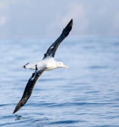 Exposition « oiseaux de l’extrême, voyages en haute-mer »
