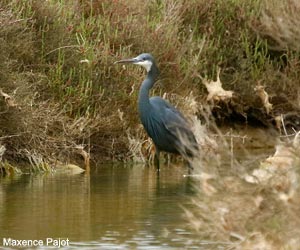 Aigrette à gorge blanche / des récifs (Egretta gularis)