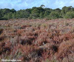Le bois des Aresquiers (Hérault)