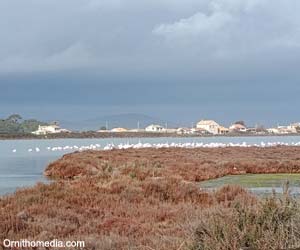 Flamants roses (Phoenicopterus roseus)