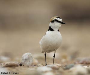 Gravelot à collier interrompu (Anarhynchus alexandrinus)