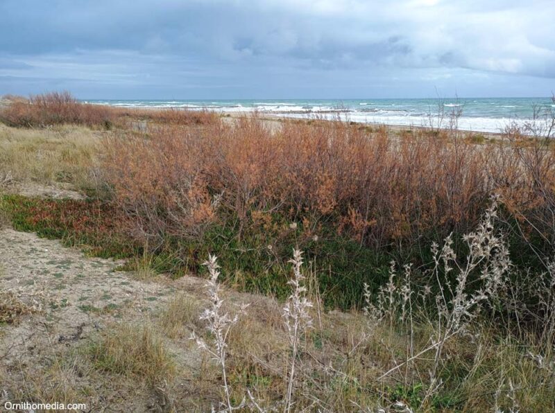 Les Aresquiers (Hérault), un site réputé pour l’observation des oiseaux migrateurs au printemps
