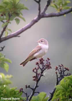 Pouillot oriental (Phylloscopus orientalis)