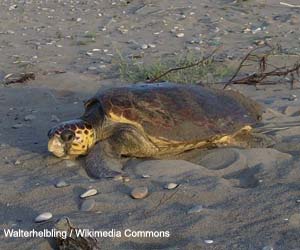 Tortue caouanne (Caretta caretta)