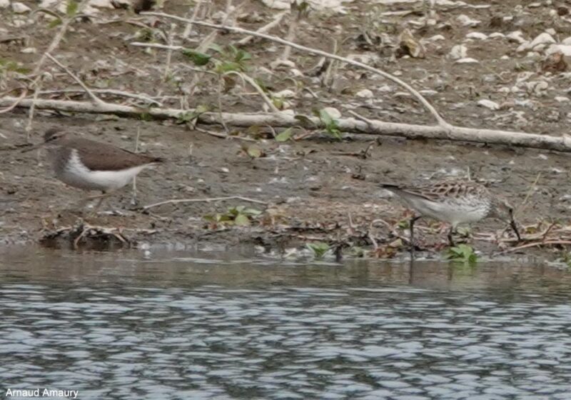 Identification d’un Bécasseau de Bonaparte en Indre-et-Loire en mai 2025 : ce n’est pas qu’une histoire de croupion blanc