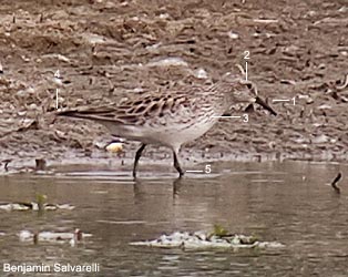Bécasseau à croupion blanc (Calidris fuscicollis) adulte