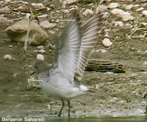 Bécasseau à croupion blanc (Calidris fuscicollis)