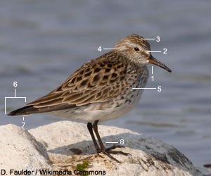 Bécasseau à croupion blanc (Calidris fuscicollis)