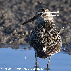 Bécasseau à croupion blanc (Calidris fuscicollis)
