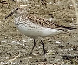 Bécasseau à croupion blanc (Calidris fuscicollis)