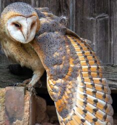 Seconde édition du Festival Natur’Art