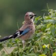 Geai des chênes au jardin