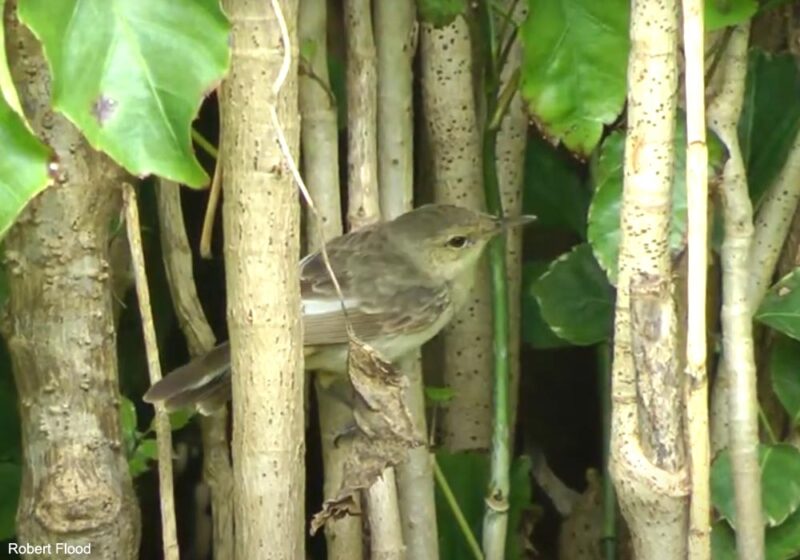 Les résultats rassurants du premier recensement de la population de la Rousserolle des Pitcairn, une espèce endémique peu connue