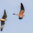Le Faucon kobez vole très souvent les proies du Faucon crécerellette dans la plaine du Pô (Italie)
