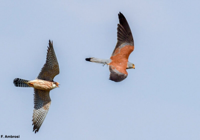 Le Faucon kobez vole très souvent les proies du Faucon crécerellette dans la plaine du Pô (Italie)