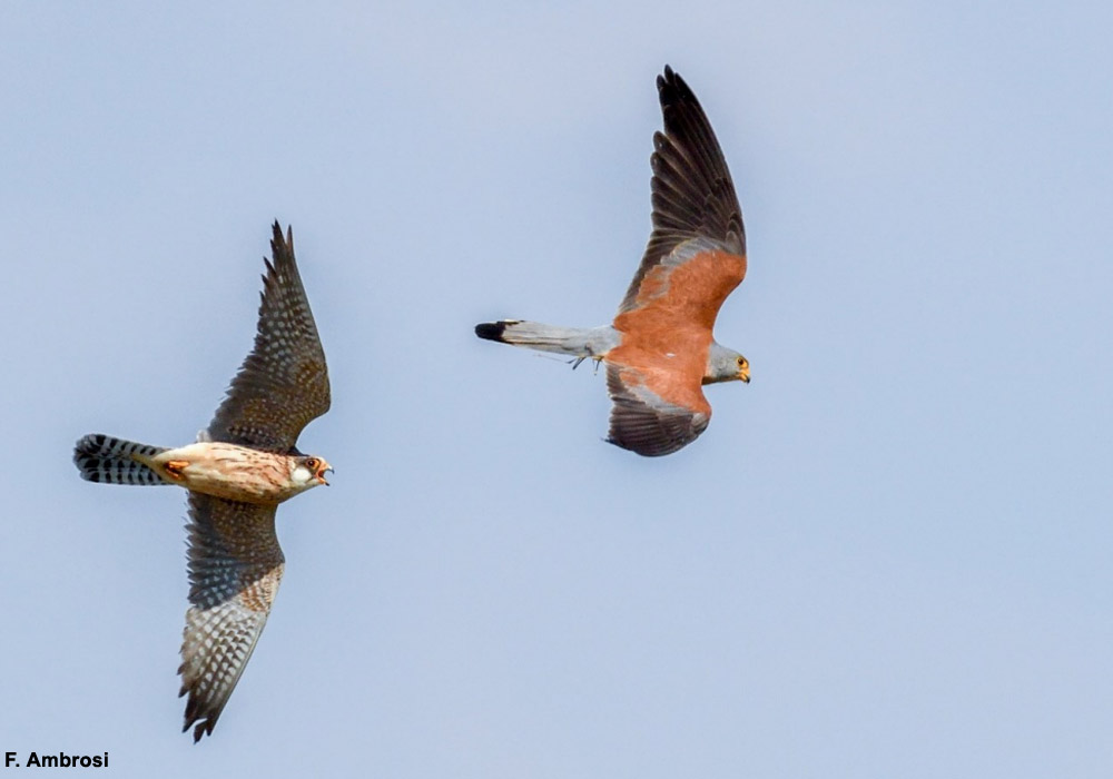 Jeune Faucon kobez (Falco vespertinus) pourchassant un Faucon crécerellette (F. naumanni) mâle