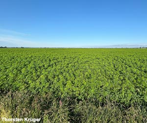 Vue d'une parcelle de Chanvre cultivé (Cannabis sativa) Vue d'une parcelle de Chanvre cultivé (Cannabis sativa)