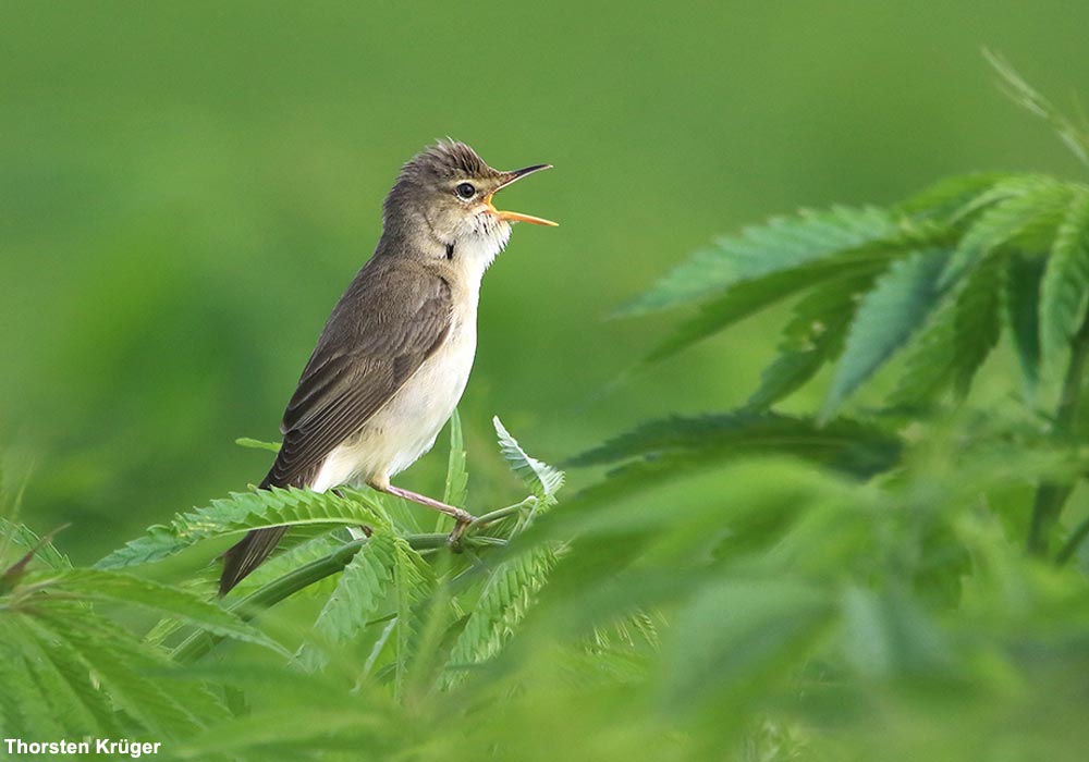 Mâle chanteur de Rousserolle verderolle (Acrocephalus palustris)