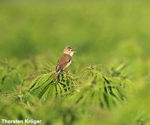 Rousserolle verderolle (Acrocephalus palustris) Rousserolle verderolle (Acrocephalus palustris)