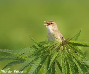 Rousserolle verderolle (Acrocephalus palustris) Rousserolle verderolle (Acrocephalus palustris)