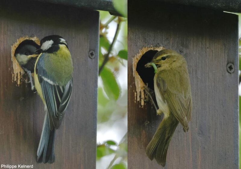 Un Pouillot véloce participe au nourrissage d’une jeune Mésange charbonnière dans le Cher en mai 2025