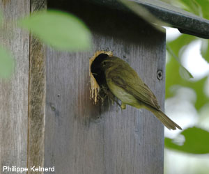 Pouillot véloce (Phylloscopus collybita) Pouillot véloce (Phylloscopus collybita)