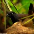 Proposition de reconnaissance d’une nouvelle espèce d’oiseau en Amérique du Sud, le Tétéma à capuchon noir
